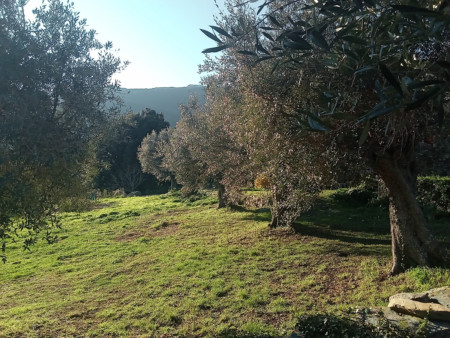 Les oliviers de Sisco Les oliviers de Sisco